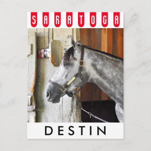 Destin - Horse Haven Briefkaart