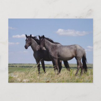 Destiny Ranch Peaceful Horses Briefkaart
