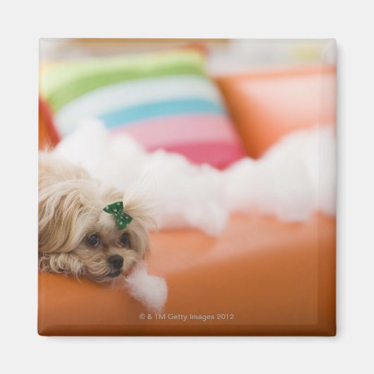 destructieve hond magneet (Voorkant)