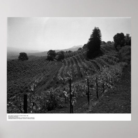Detail, Draper Vineyards near St. Helena, 1966 Poster (Voorkant)
