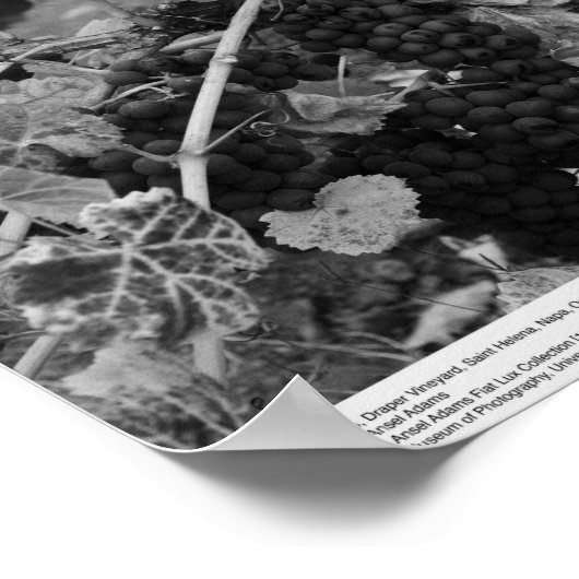 Detail of Grapes, Draper Vineyard, Napa, 1966 Poster (Hoek)