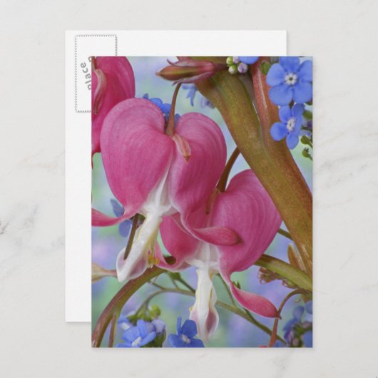 Detail van bloedende harten en Brunnera Jack Briefkaart (Voorkant / Achterkant)