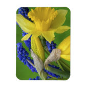 Detail van daffodil- en hyacintebloemen. Krediet Magneet (Verticaal)