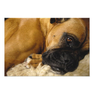 Detail van een Boxer Foto Afdruk