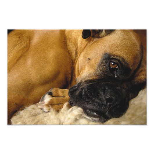 Detail van een Boxer Foto Afdruk (Voorkant)