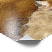 Detail van een Boxer Foto Afdruk (Hoek)