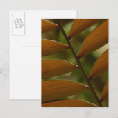 Detail van ondergroei palm. Mindo Cloud Forest. Briefkaart (Voorkant / Achterkant)
