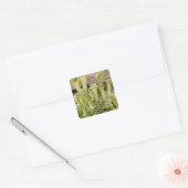 Detail van regendruppels op korstmossen. Credit al Vierkante Sticker (Envelop)