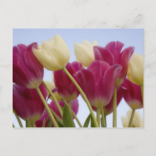 Detail van tulpen. Credit aan: Don Paulson / Briefkaart
