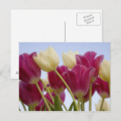 Detail van tulpen. Foto: Don Paulson / Briefkaart (Voorkant / Achterkant)