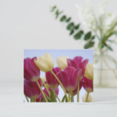 Detail van tulpen. Foto: Don Paulson / Briefkaart (Staand voorkant)