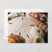 Detail van zeeschelpen van over de hele wereld briefkaart (Voorkant / Achterkant)