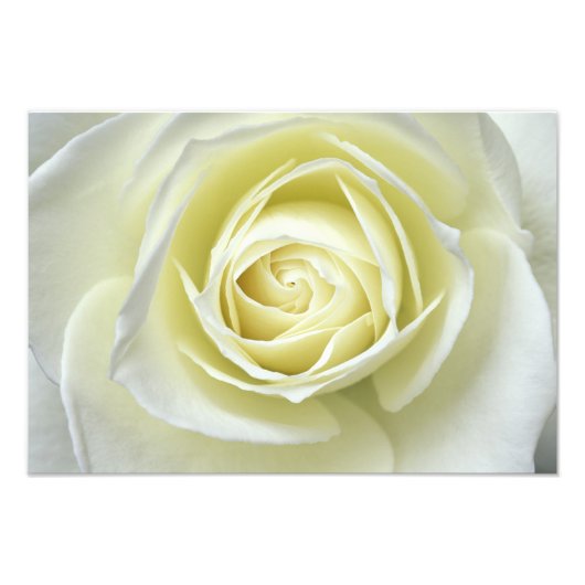 Detailopname van witte roos foto afdruk (Voorkant)
