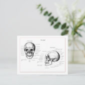 Details van de schedel voor en zij briefkaart (Staand voorkant)