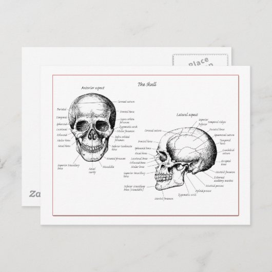 Details van de schedel voor en zij briefkaart (Voorkant / Achterkant)
