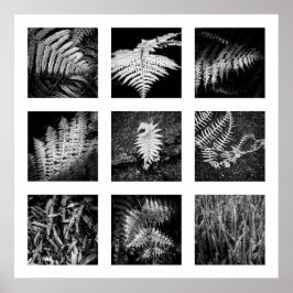 Details van Nature serie - Varens poster