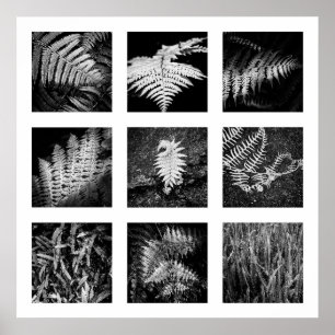 Details van Nature serie - Varens poster