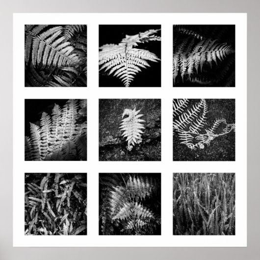 Details van Nature serie - Varens poster (Voorkant)