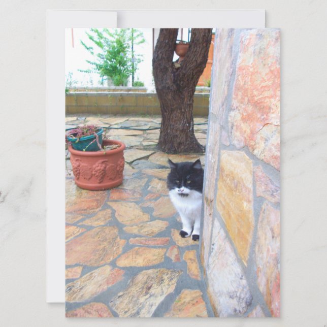 DETECTIEVE KAT ACHTER DE STEENWAL (Voorkant)