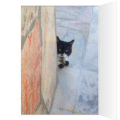 DETECTIVE KAT Achter DE STENEN MUUR (Binnen (Links))