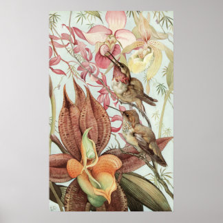 Detmold Catasetum en Cypripedia Poster