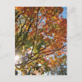 Deuren County Herfst Briefkaart (Voorkant)