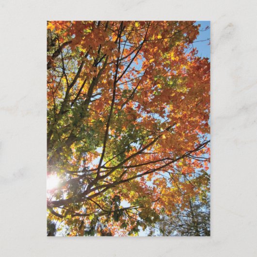 Deuren County Herfst Briefkaart (Voorkant)