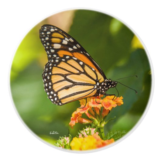 Deurgreep foto van een vlinder keramische knop (Voorkant)