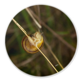 deurknop, foto insect in schelp keramische knop