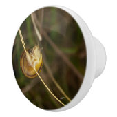 deurknop, foto insect in schelp keramische knop (Rechts)