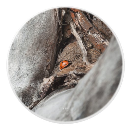 deurkruk, foto van een lieveheersbeestje keramische knop (Voorkant)