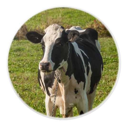 Deurkruk, foto van koe keramische knop (Voorkant)