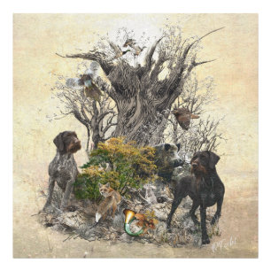 Deutsch Drahthaar Foto Afdruk