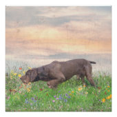 Deutsch Drahthaar Perfect Poster (Voorkant)