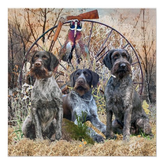 Deutsch Drahthaar Poster (Voorkant)