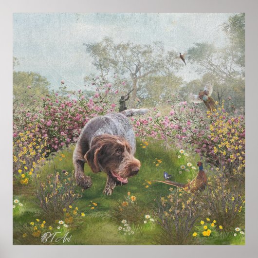 Deutsch Drahthaar Poster (Voorkant)