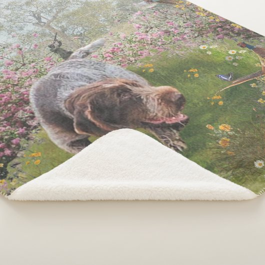 Deutsch Drahthaar Sherpa Deken (3/4)