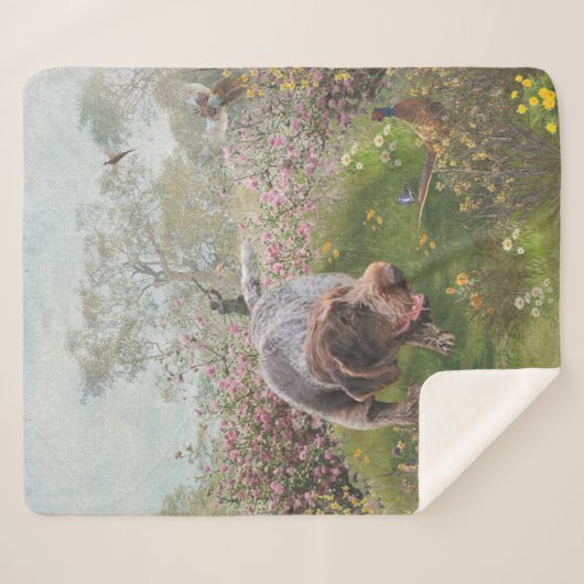 Deutsch Drahthaar Sherpa Deken (Voorkant (horizontaal))