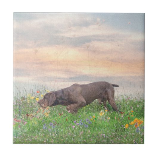 Deutsch Drahthaar Tegeltje (Voorkant)