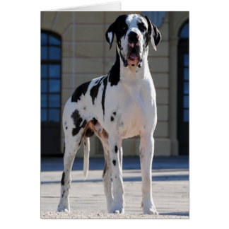 Deutsche Dogge,gefleckt,Harlekin,Great Dane,Dogue