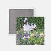 Deutsche Dogge, Great Dane,Hunde,Dogue Allemand Magneet (Voorkant / Achterkant)