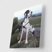 Deutsche Dogge, Great Dane,Hunde,Dogue Allemand Vierkante Klok (Hoek)