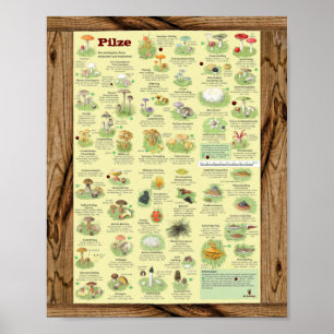 "Deutschland: 2020 - Das große PILZe Bestimmungs- Poster