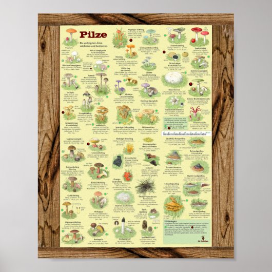 "Deutschland: 2020 - Das große PILZe Bestimmungs- Poster (Voorkant)