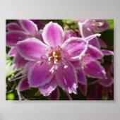 Deutzia Poster (Voorkant)