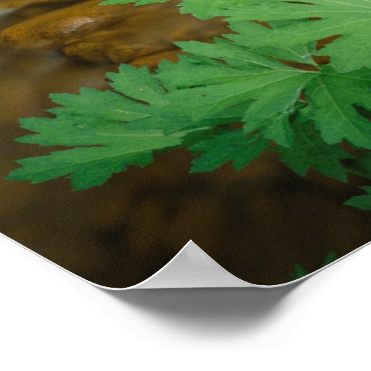 Devils Club voering a stream in Mt. Rainier Poster (Hoek)