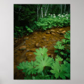 Devils Club voering a stream in Mt. Rainier Poster (Voorkant)