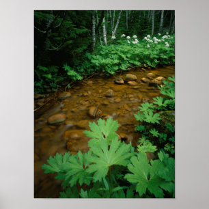 Devils Club voering a stream in Mt. Rainier Poster