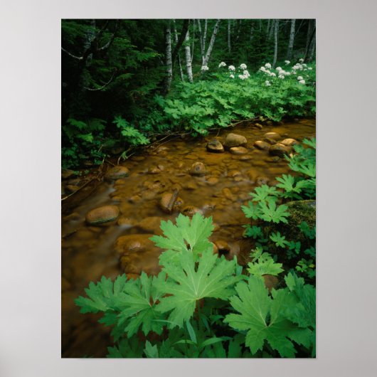 Devils Club voering a stream in Mt. Rainier Poster (Voorkant)