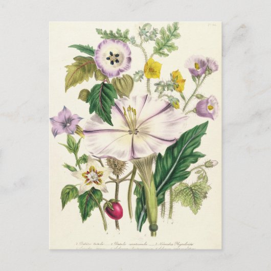 Devil's Trumpet, bord 46 van 'The Damas' Briefkaart (Voorkant)